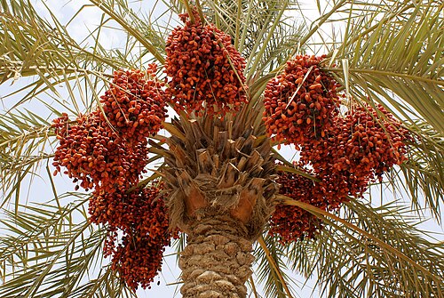 date palms